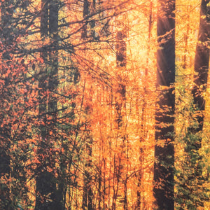 Yosemite Home Decor The Road Traveled
 3220010-YHD