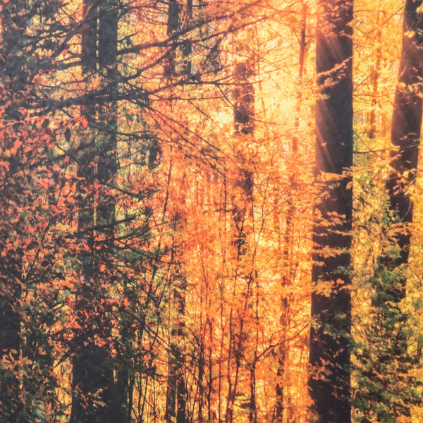 Yosemite Home Decor The Road Traveled
 3220010-YHD