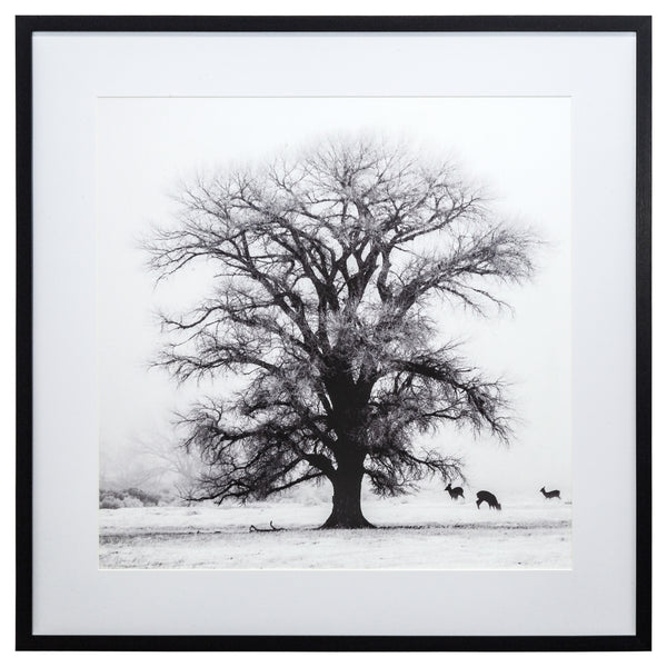 Yosemite Home Decor Winter’s Morning Fog IV 3220014-YHD