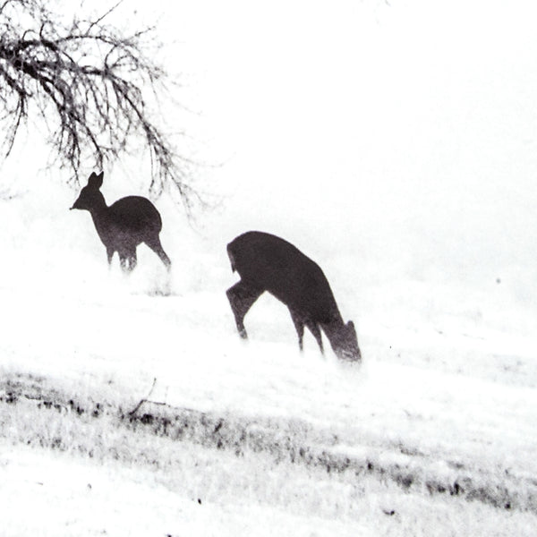 Yosemite Home Decor Winter’s Morning Fog IV 3220014-YHD