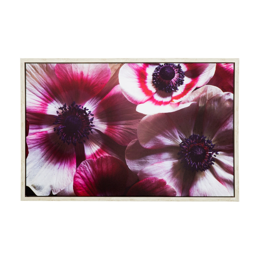 Yosemite Home Decor 'Anemone II' - 38"Wx25"H Photo by Veronica Olson, Printed on Canvas, Framed 3230102-YHD