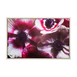 Yosemite Home Decor 'Anemone II' - 38"Wx25"H Photo by Veronica Olson, Printed on Canvas, Framed 3230102-YHD