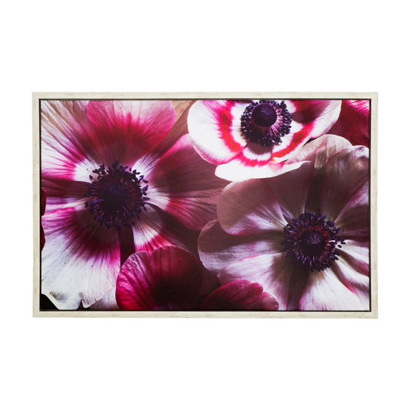 Yosemite Home Decor 'Anemone II' - 38"Wx25"H Photo by Veronica Olson, Printed on Canvas, Framed 3230102-YHD