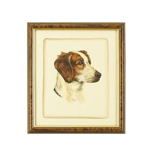 Danchin Brittany Spaniel