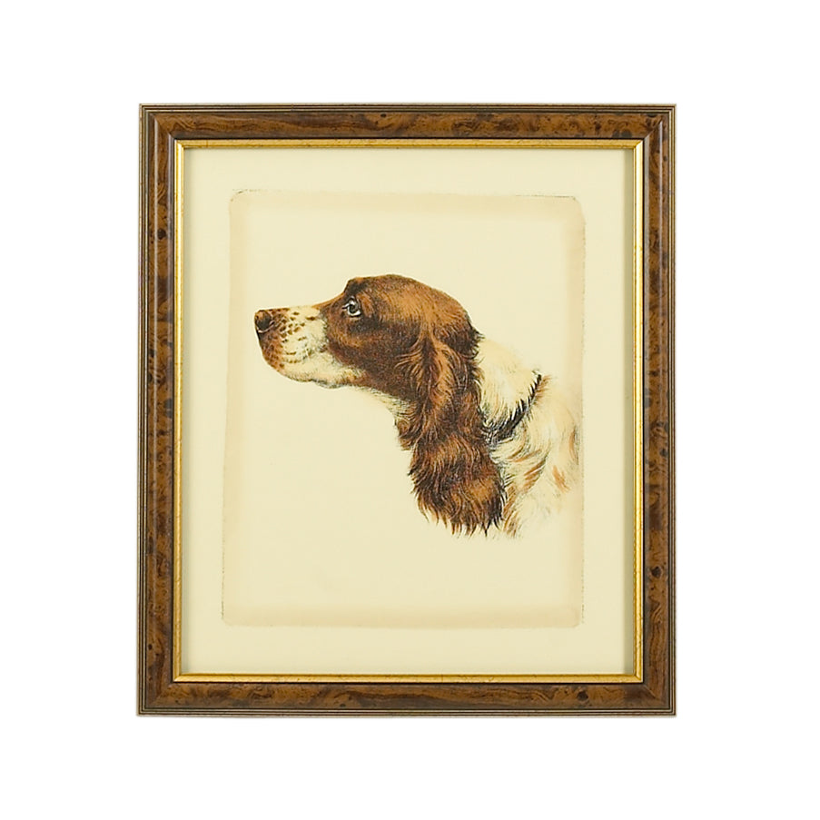 Danchin Cocker Spaniel