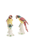 Amazon Parrots-Small (Pr)