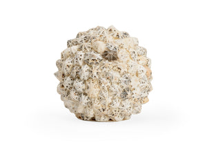 Shell Decorative Ball - Large Natural Sacharine Shells for an Organic Touch in Any Home Décor Space