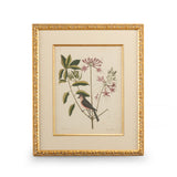 Catesby Bird & Botanical I