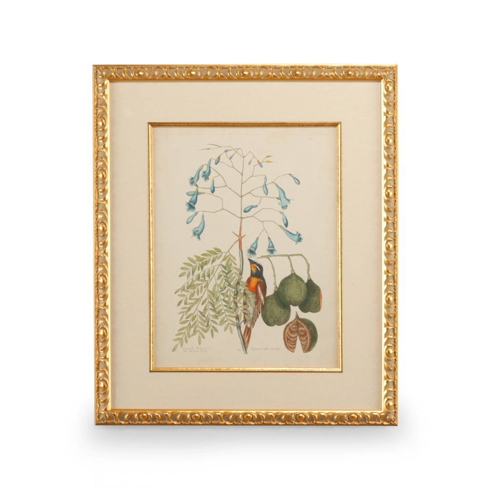 Catesby Bird & Botanical II