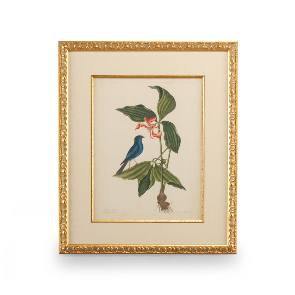 Catesby Bird & Botanical IV