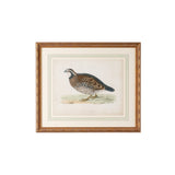 Morris Sand Grouse