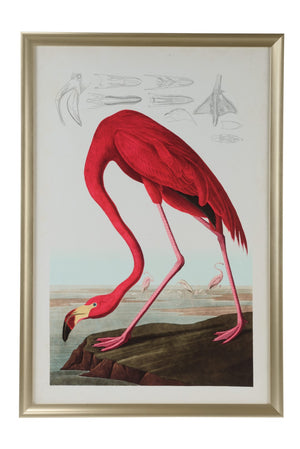 American Flamingo