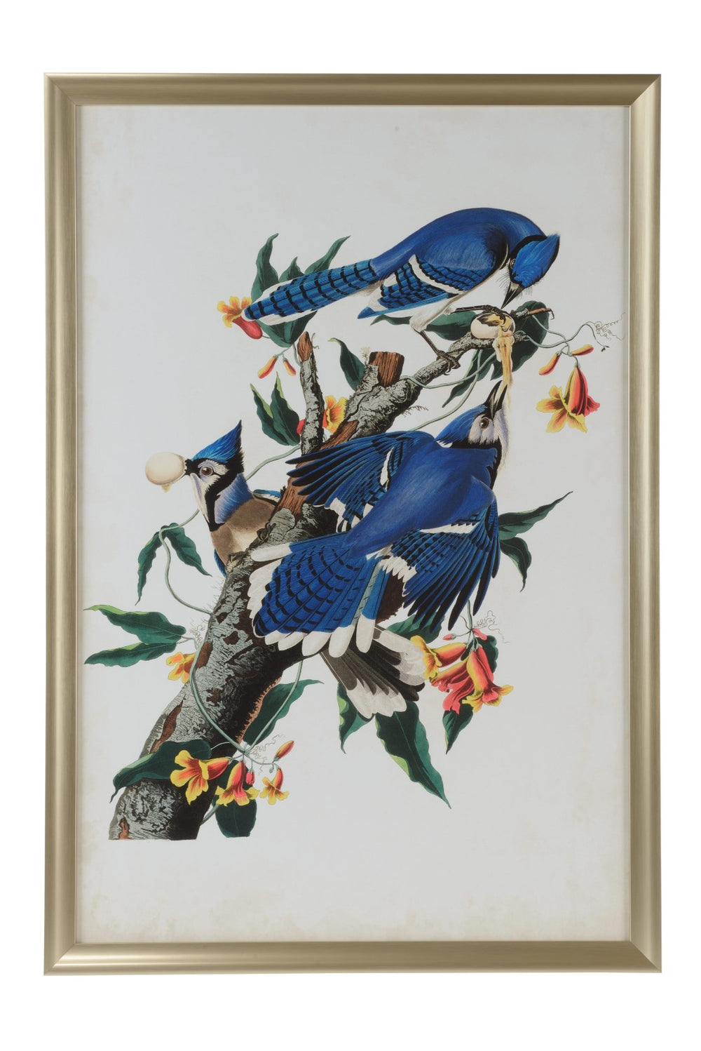 Audubon Blue Jay I Giclee Print in Brushed Gold Frame - Stunning Wall Art by Jamie Merida 51"x35"