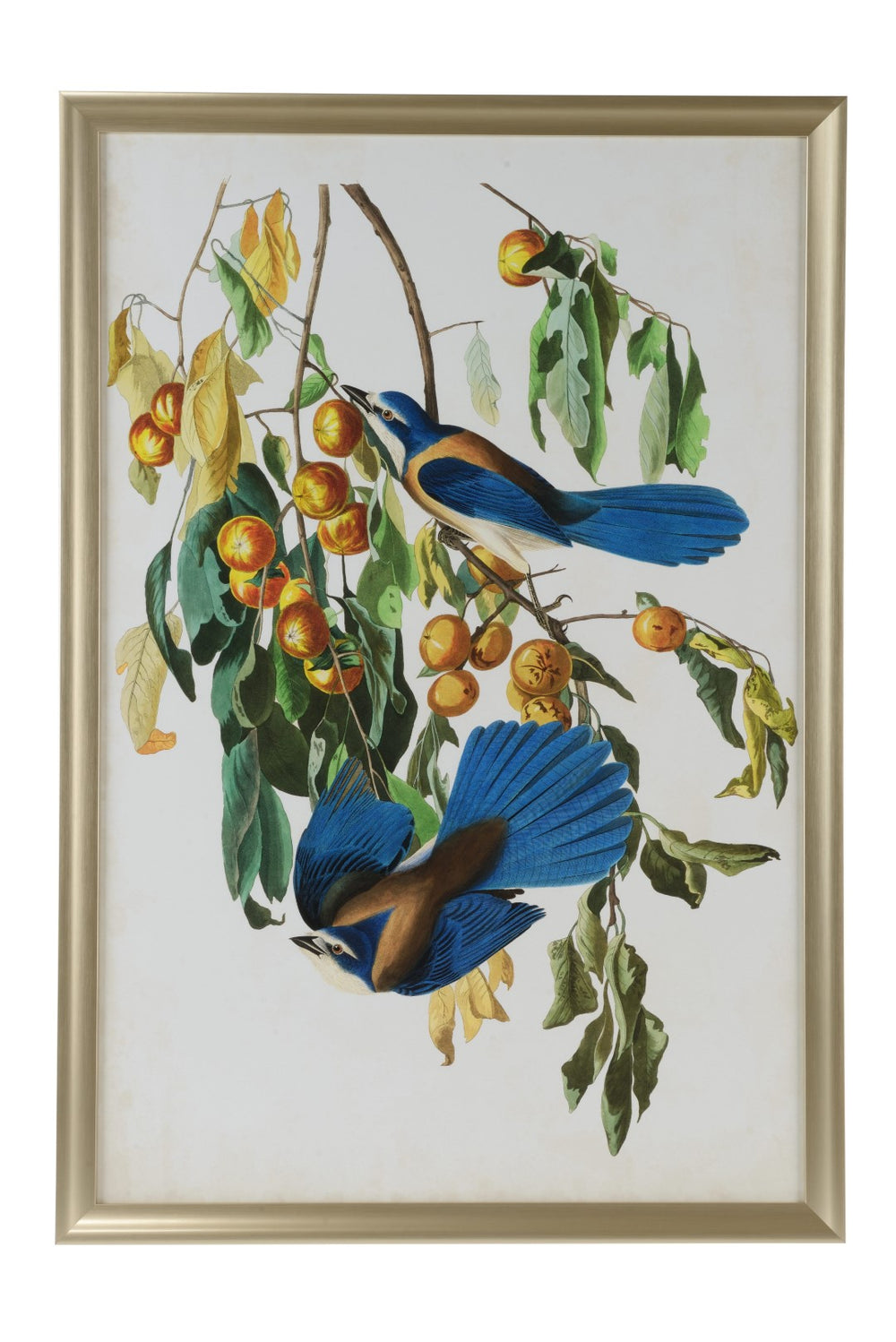 Audubon Blue Jay II Artwork in Brushed Gold Frame – Stunning Giclee Print by Jamie Merida, 51"H x 35"W