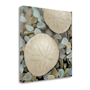 20" Sand Dollar and Seaglass Giclee Wrap Canvas Wall Art