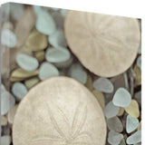 20" Sand Dollar and Seaglass Giclee Wrap Canvas Wall Art