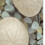 20" Sand Dollar and Seaglass Giclee Wrap Canvas Wall Art