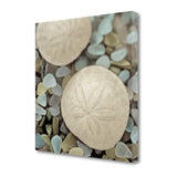 35" Sand Dollar and Seaglass Giclee Wrap Canvas Wall Art