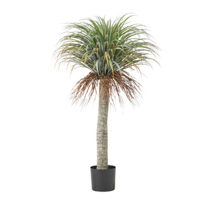 Suches 4.5' x 3' Artificial Yucca Plant, Green Noble House