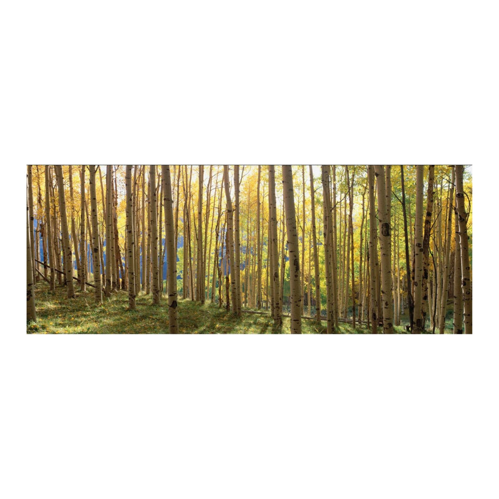 Yosemite Home Decor Sunlit Colorado Trees AR30102227-YHD