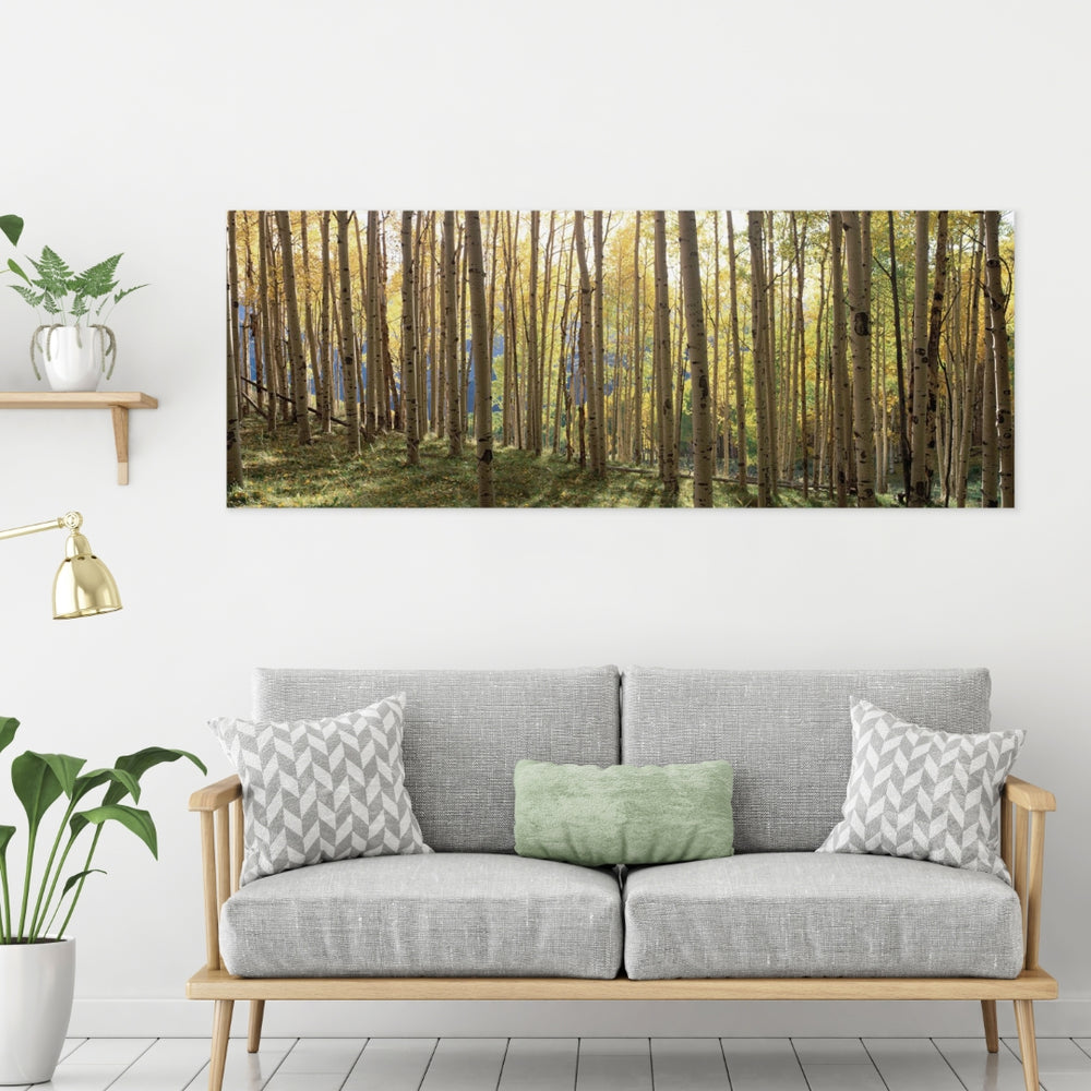 Yosemite Home Decor Sunlit Colorado Trees AR30102227-YHD