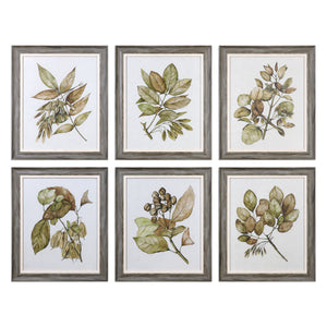 Uttermost Seedlings Framed Prints Set of 6
