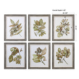 Uttermost Seedlings Framed Prints Set of 6