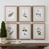 Uttermost Green Floral Botanical Study Prints Set of 6