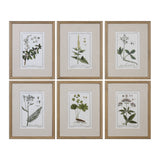 Uttermost Green Floral Botanical Study Prints Set of 6