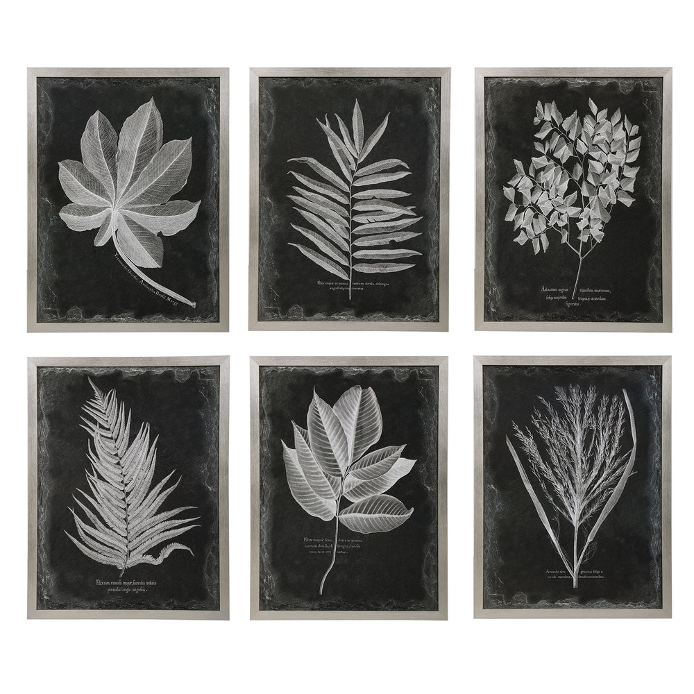 Uttermost Foliage Framed Prints - Set of 6