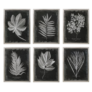 Uttermost Foliage Framed Prints - Set of 6