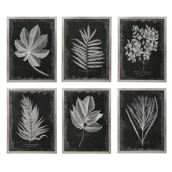 Uttermost Foliage Framed Prints - Set of 6