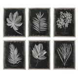 Foliage Framed Prints - Set of 6