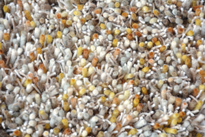 Brink & Campman Young 061806  8719956818721