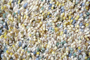 Brink & Campman Young 061807  8719956818783