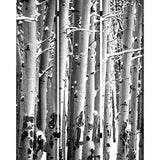 Benzara 3 Panel Canvas Foldable Screen with Birch Print, Black and White BM26560 Black and White Wood and Fabric BM26560