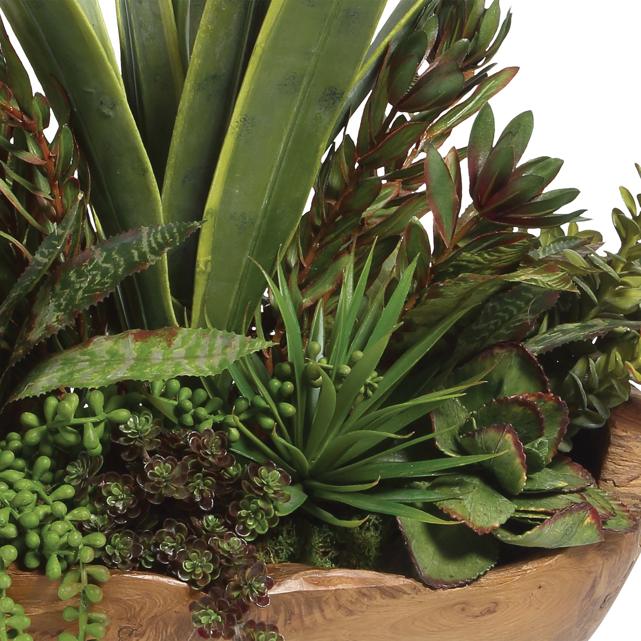 Salar Succulents in Teak Bowl - Thumbnail 3