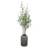 Aldis Potted River Birch