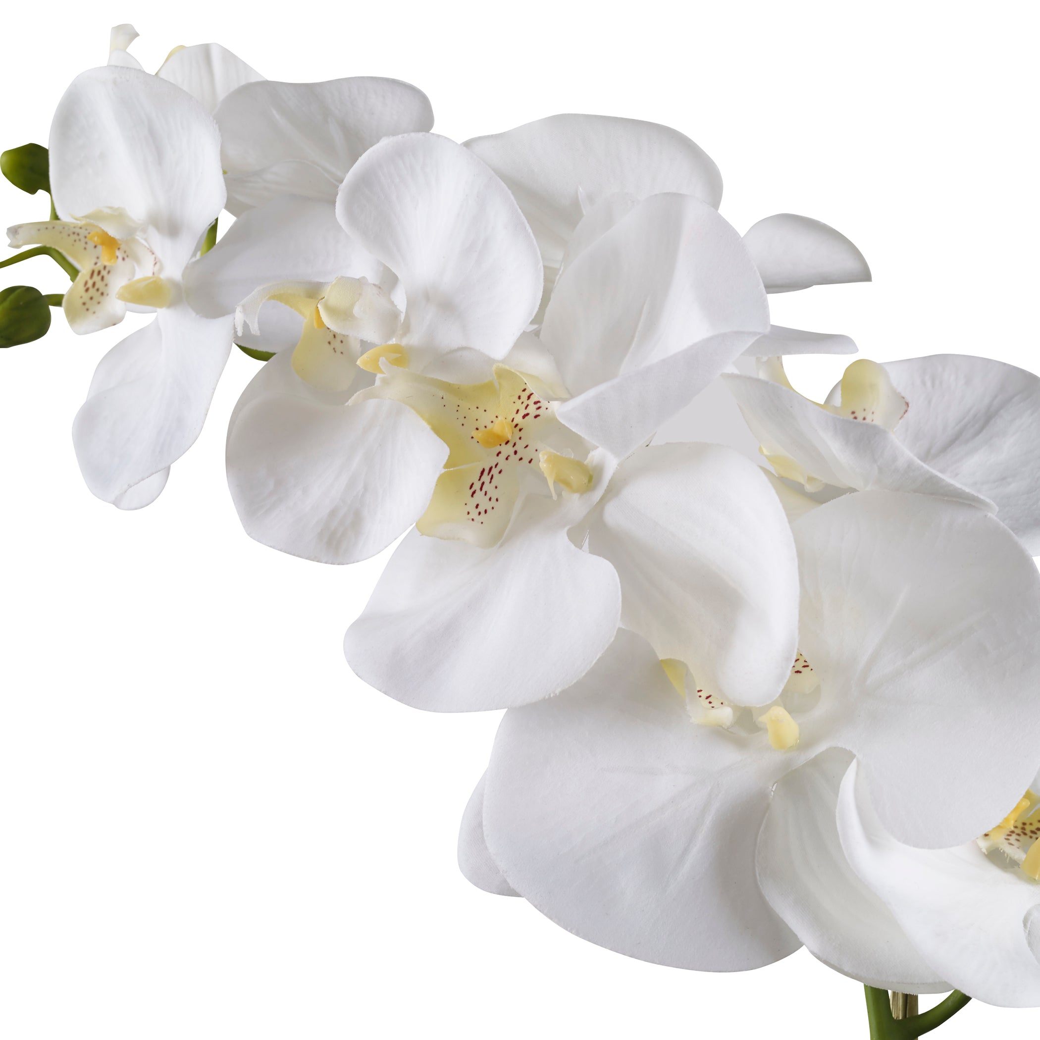 Uttermost Cami Orchid Arrangement - Thumbnail 2