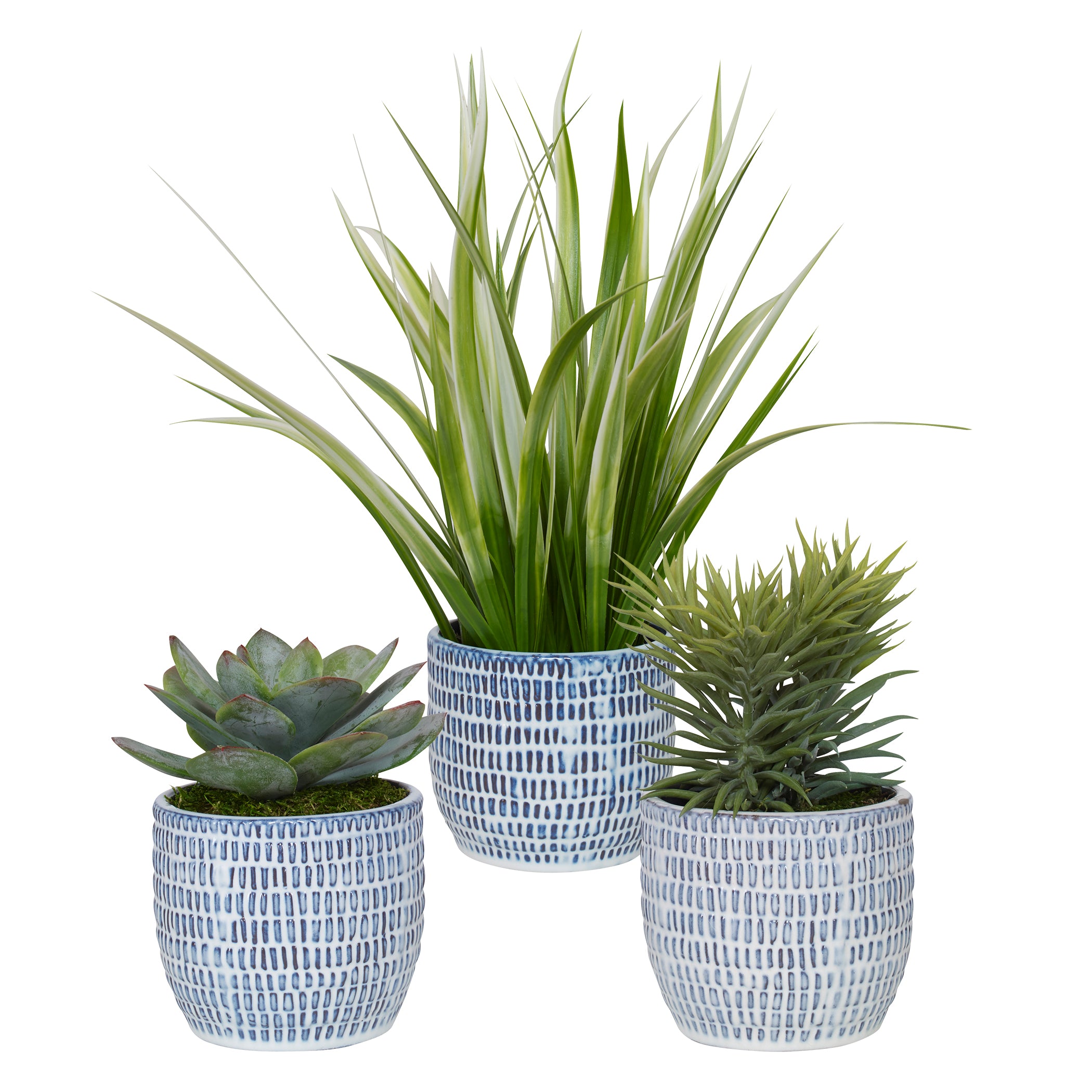Puebla Stunning Succulent Trio in Handcrafted Blue & White Ceramic Pots