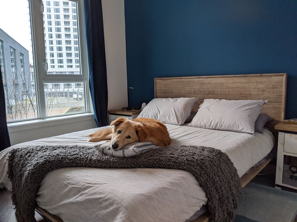 LH Imports Gia Bed GIA001KB