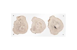 Floating Petrified Triple Slice Wall Art