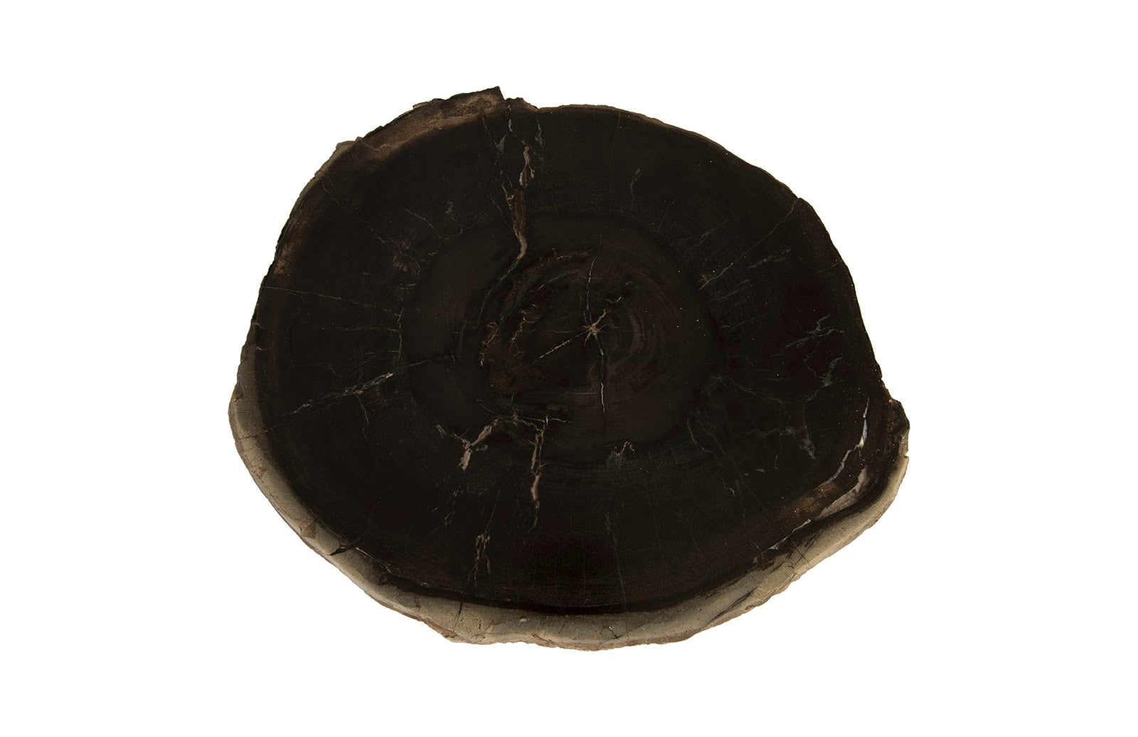 Phillips Collection Petrified Wood Coffee Table
