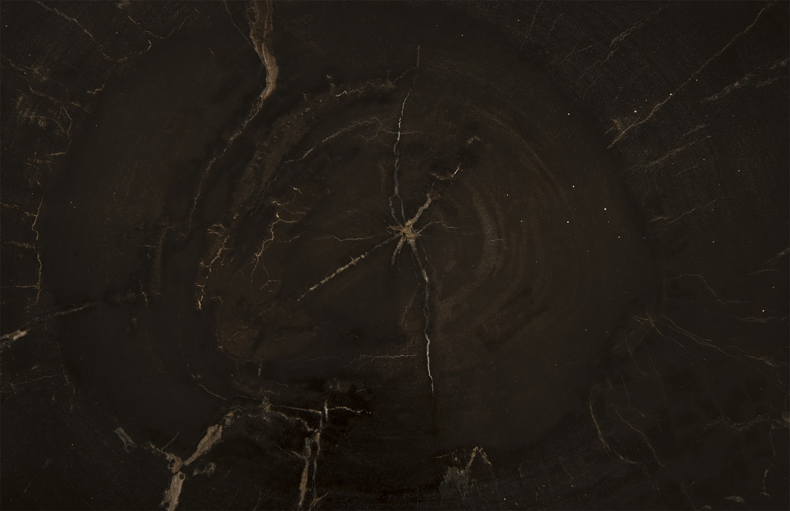 Phillips Collection Petrified Wood Coffee Table - Thumbnail 4