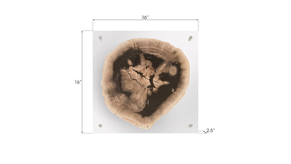 Floating Petrified Slice Wall Art, Assorted