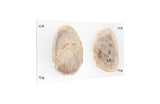 Floating Petrified Double Slice Wall Art