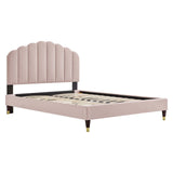 Modway Furniture Daisy Performance Velvet Queen Platform Bed XRXT Pink MOD-6288-PNK