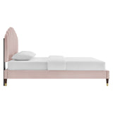 Modway Furniture Daisy Performance Velvet Queen Platform Bed XRXT Pink MOD-6288-PNK