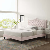 Modway Furniture Clara Performance Velvet Queen Platform Bed XRXT Pink MOD-6594-PNK