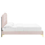 Modway Furniture Amber Tufted Performance Velvet Twin Platform Bed 0423 Pink MOD-6778-PNK